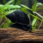 Pokolec skazaniec – Acanthurus triostegus