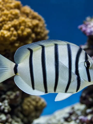 Pokolec skazaniec - Acanthurus triostegus