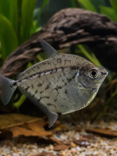Topornica marmurkowa - Carnegiella strigata