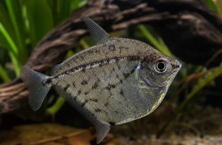Topornica marmurkowa - Carnegiella strigata