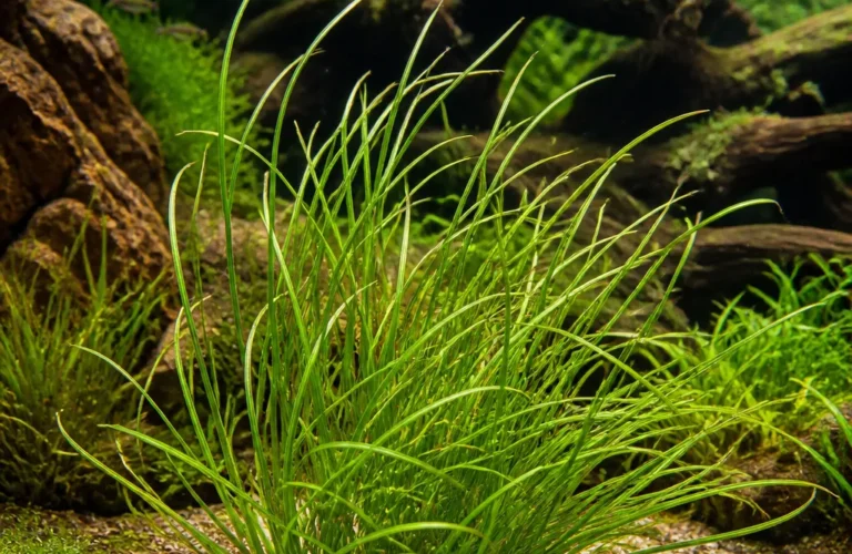 Blyxa aubertii