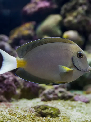 Pokolec białogonowy - Ctenochaetus flavicauda