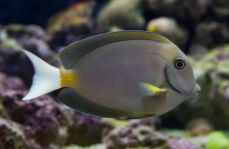 Pokolec białogonowy - Ctenochaetus flavicauda