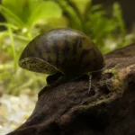 Kiryśnik czarnoplamy – Megalechis thoracata