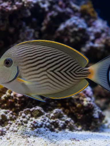 Pokolec Chevron - Ctenochaetus hawaiiensis