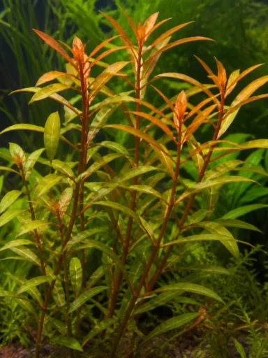Ludwigia palustris