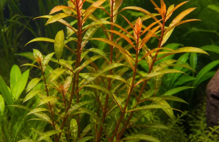 Ludwigia palustris