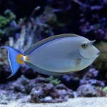 Krab Matano – Syntripsa matannensis