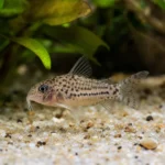 Krab Matano – Syntripsa matannensis