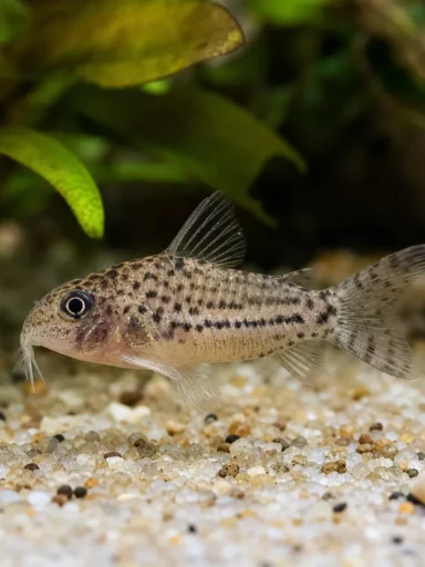 Kirysek karłowaty - Corydoras pygmaeus