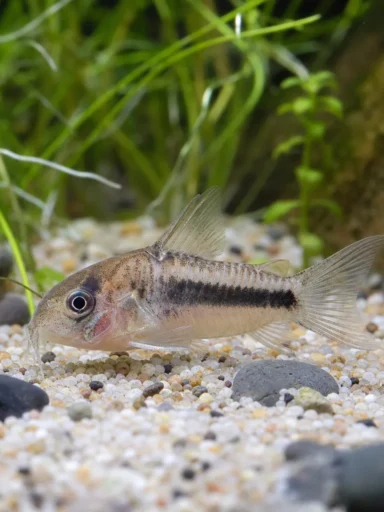 Kirysek malutki - Corydoras hastatus