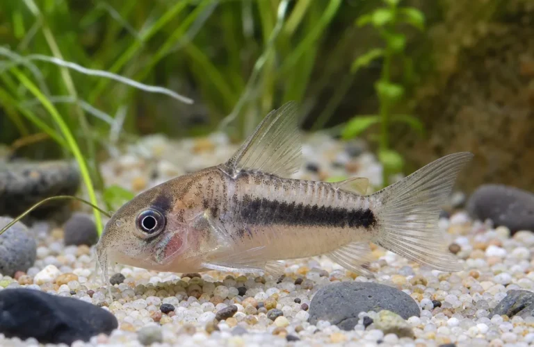 Kirysek malutki - Corydoras hastatus