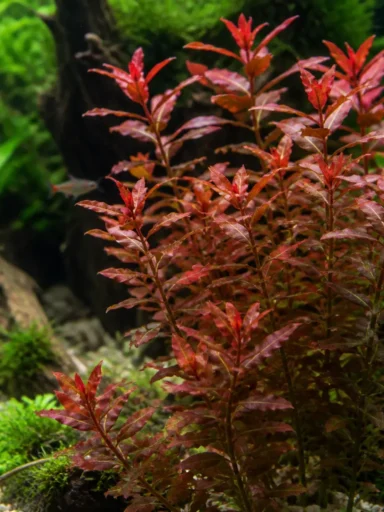 Ludwigia Super Red - Ludwigia palustris 'Super Red'