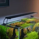 Ludwigia Super Red – Ludwigia palustris 'Super Red’