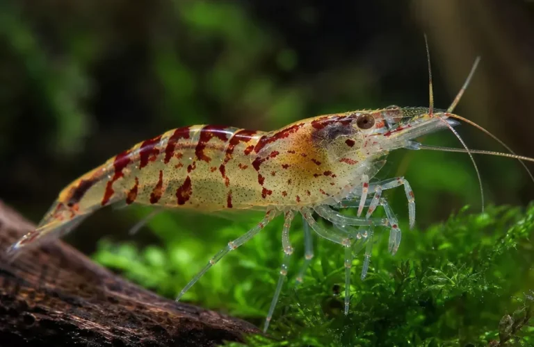 Krewetka Sexy - Thor amboinensis