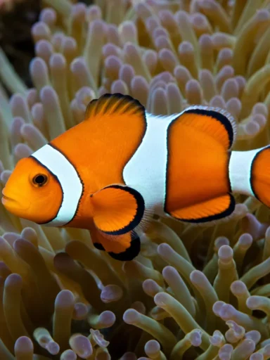 Błazenek percula - Amphiprion percula