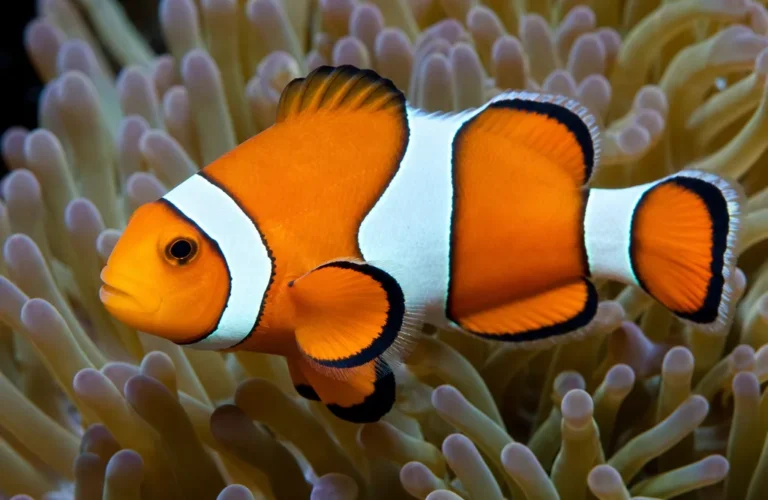 Błazenek percula - Amphiprion percula