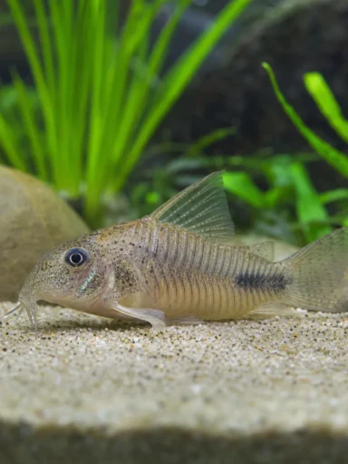 Kirysek Habrosa - Corydoras habrosus