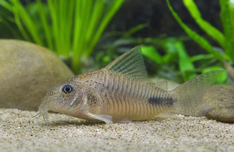 Kirysek Habrosa - Corydoras habrosus