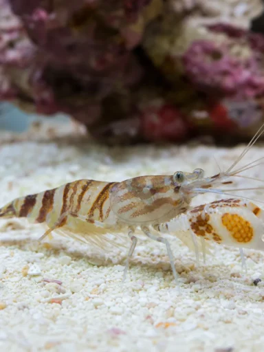 Krewetka pistoletowa Tiger - Alpheus bellulus