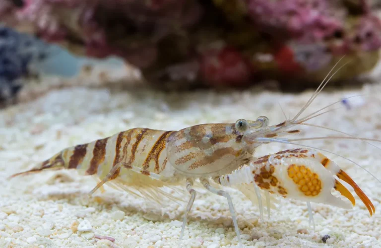 Krewetka pistoletowa Tiger - Alpheus bellulus