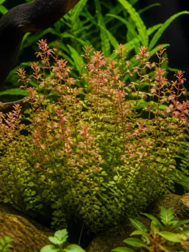 Rotala H'ra - Rotala rotundifolia 'H'ra'