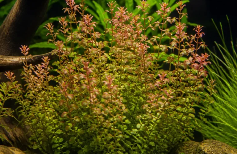 Rotala H'ra - Rotala rotundifolia 'H'ra'