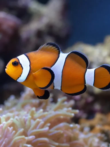 Błazenek Clarkii - Amphiprion clarkii
