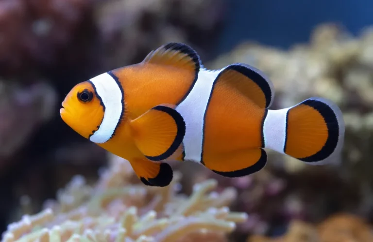 Błazenek Clarkii - Amphiprion clarkii
