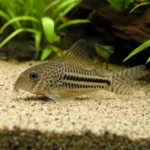 Błazenek Clarkii – Amphiprion clarkii