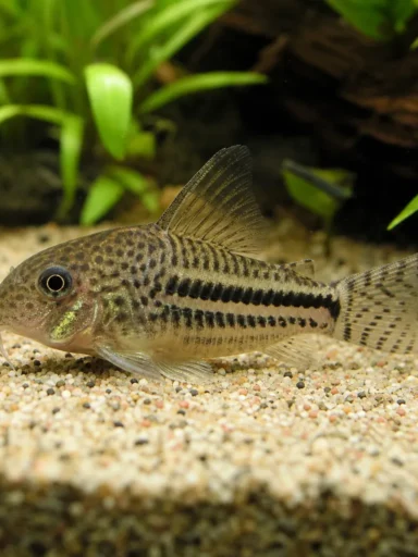 Kirysek Julii - Corydoras julii