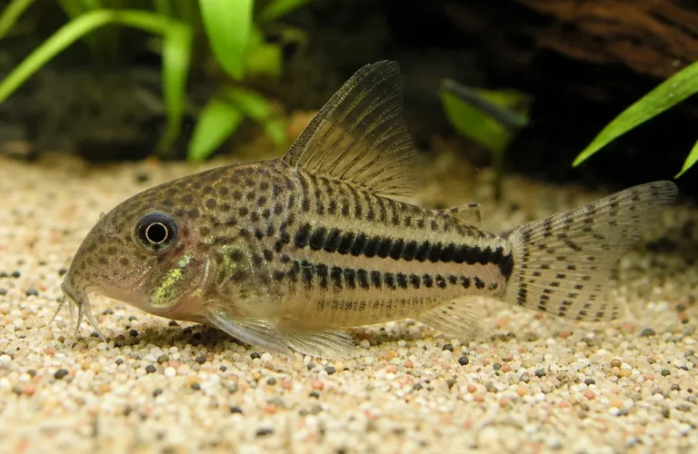 Kirysek Julii - Corydoras julii