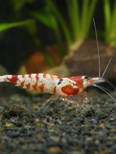 Krewetka Harlequin - Hymenocera picta