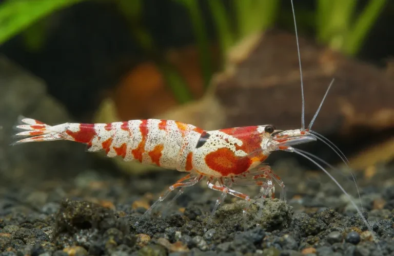 Krewetka Harlequin - Hymenocera picta