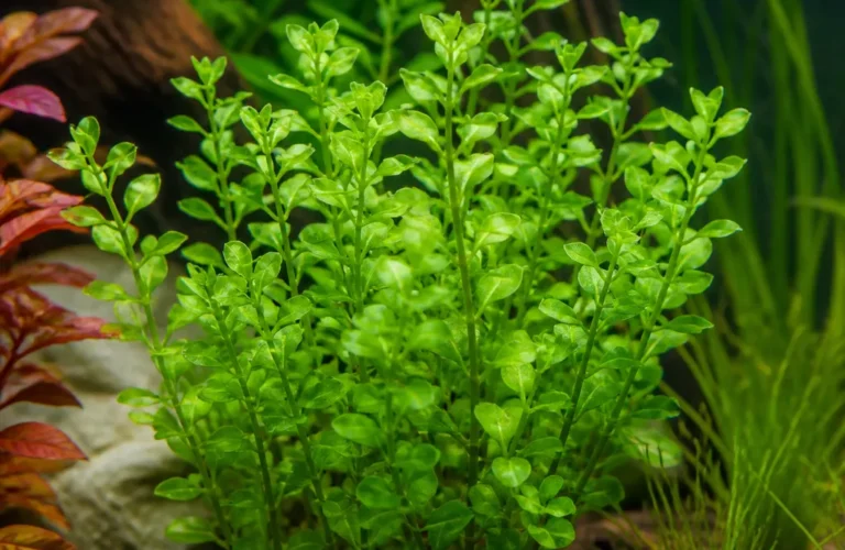 Rotala Green - Rotala rotundifolia 'Green'