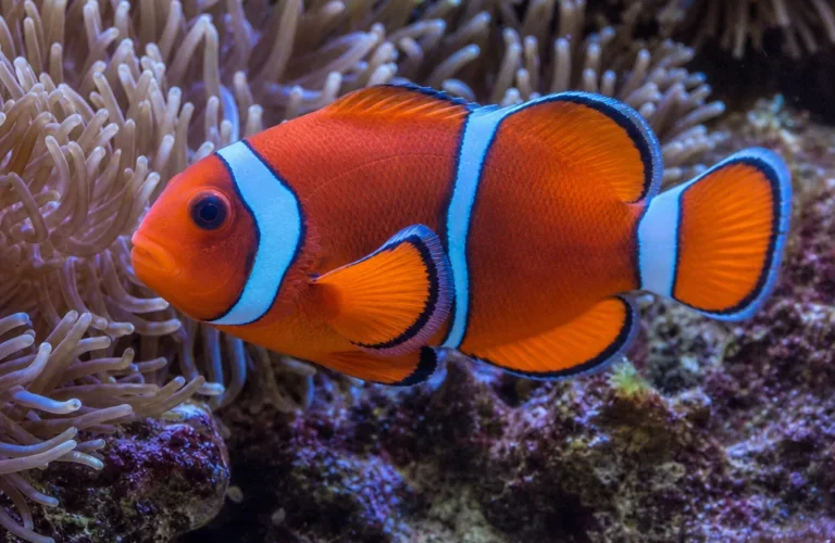 Błazenek pomidorowy - Amphiprion frenatus