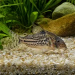 Błazenek pomidorowy – Amphiprion frenatus