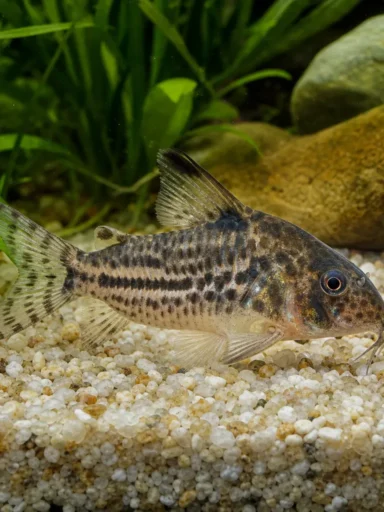 Kirysek Adolfa - Corydoras adolfoi