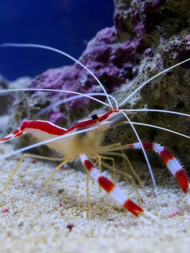 Krewetka koralowa boksująca - Stenopus hispidus