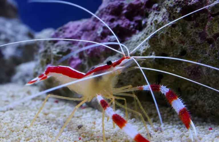 Krewetka koralowa boksująca - Stenopus hispidus