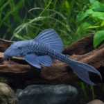 Akwarium 54 l