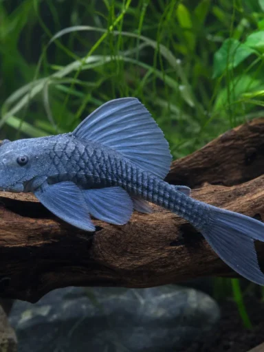 Zbrojnik niebieski - Ancistrus dolichopterus