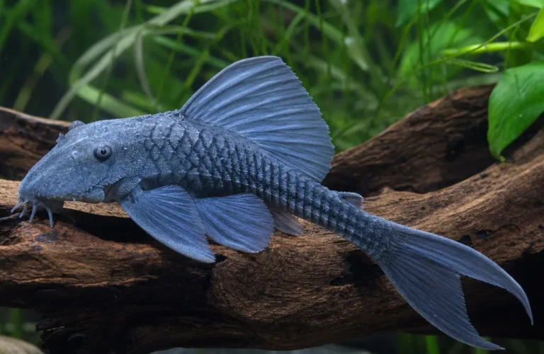 Zbrojnik niebieski - Ancistrus dolichopterus