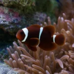 Pustelnik Scarlet Reef – Paguristes cadenati