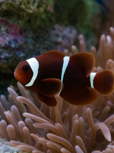 Błazenek cynamonowy - Amphiprion melanopus