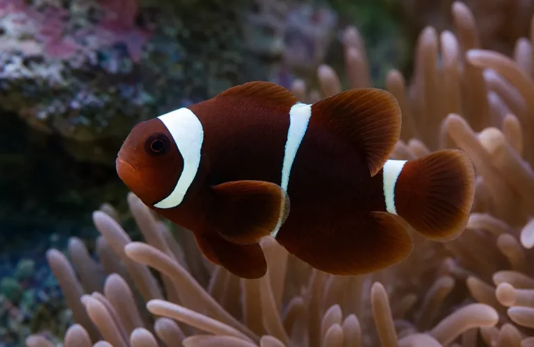 Błazenek cynamonowy - Amphiprion melanopus