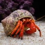 Zbrojnik królewski – Panaque nigrolineatus