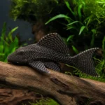 Pustelnik Scarlet Reef – Paguristes cadenati