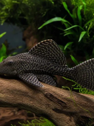 Zbrojnik królewski - Panaque nigrolineatus