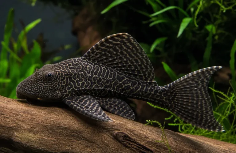 Zbrojnik królewski - Panaque nigrolineatus